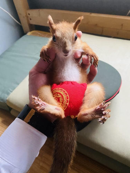 Reusable Washable Squirrel Diapers