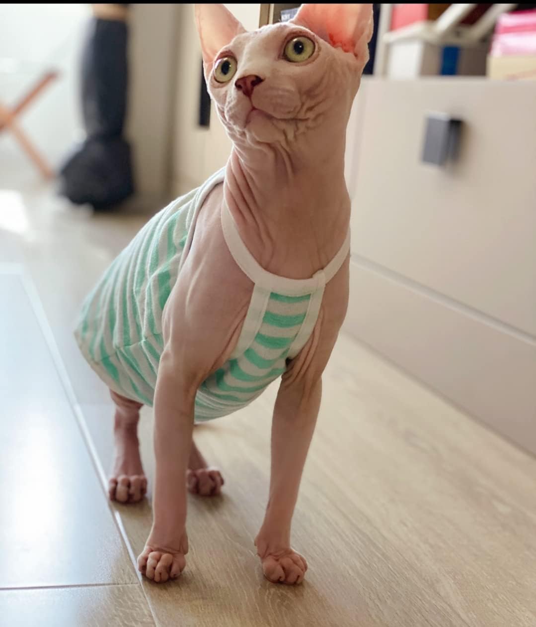 Sphynx Cat Clothes - Summer Thin Cotton Vest Breathable Pullover Strap Tank Tops Cat Apparel Pajamas Camisole T-Shirt for Hairless Cats, Sphynx,Cornish Rex, Devon Rex, Peterbald (XXL,Green)