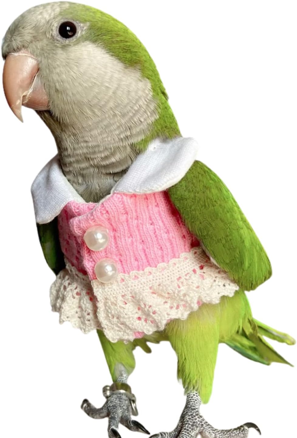 Bird Clothes - Handmade Knitted Sweater with Lace Pearl Button Dress Flight Suit for Parrots African Greys Parakeet Cockatiel Sun Conure Parrot Cosplay Apparel Bird Supplies (S)