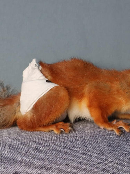 Reusable Washable Squirrel Diapers