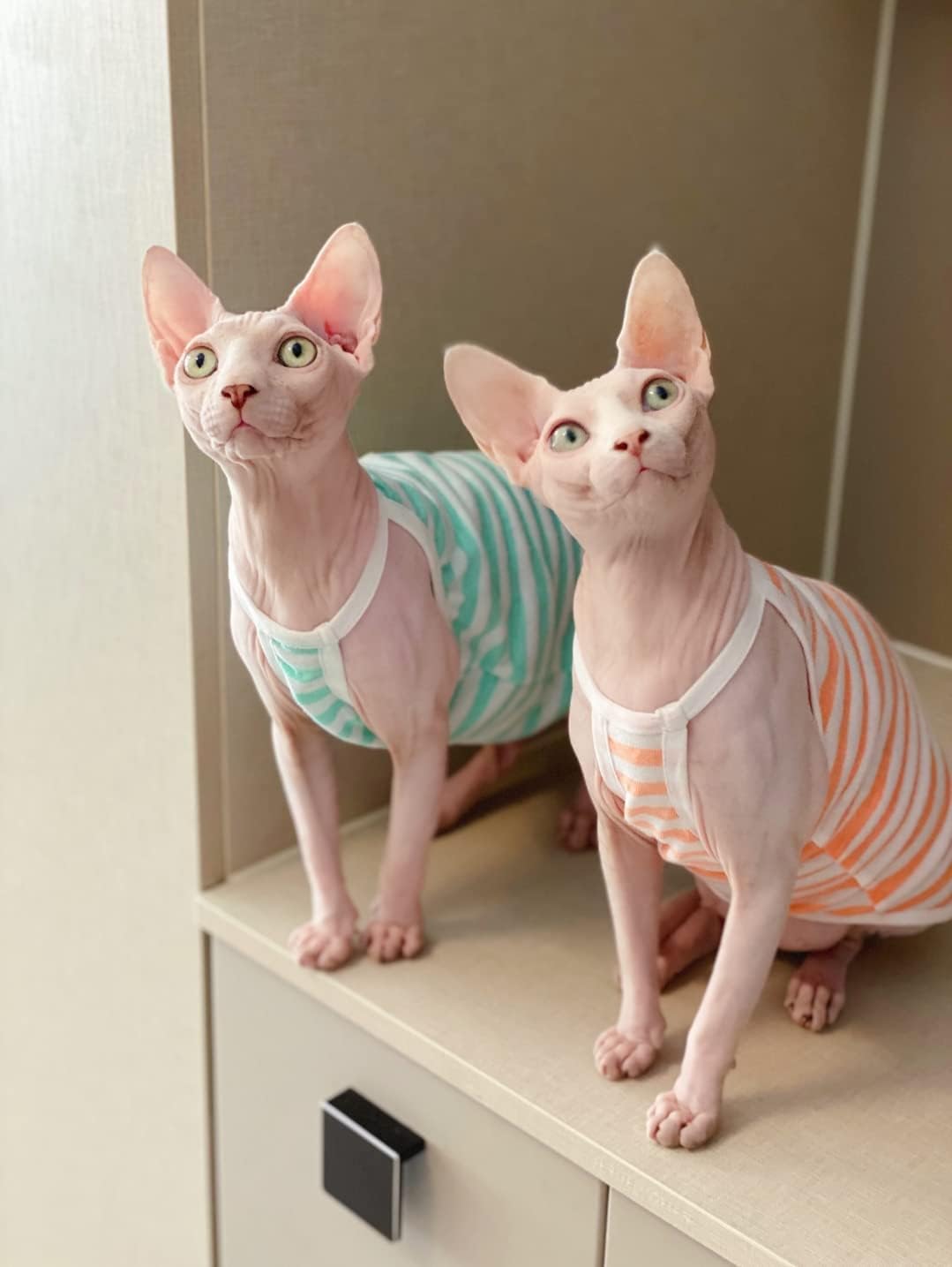 Sphynx Cat Clothes - Summer Thin Cotton Vest Breathable Pullover Strap Tank Tops Cat Apparel Pajamas Camisole T-Shirt for Hairless Cats, Sphynx,Cornish Rex, Devon Rex, Peterbald (XXL,Green)