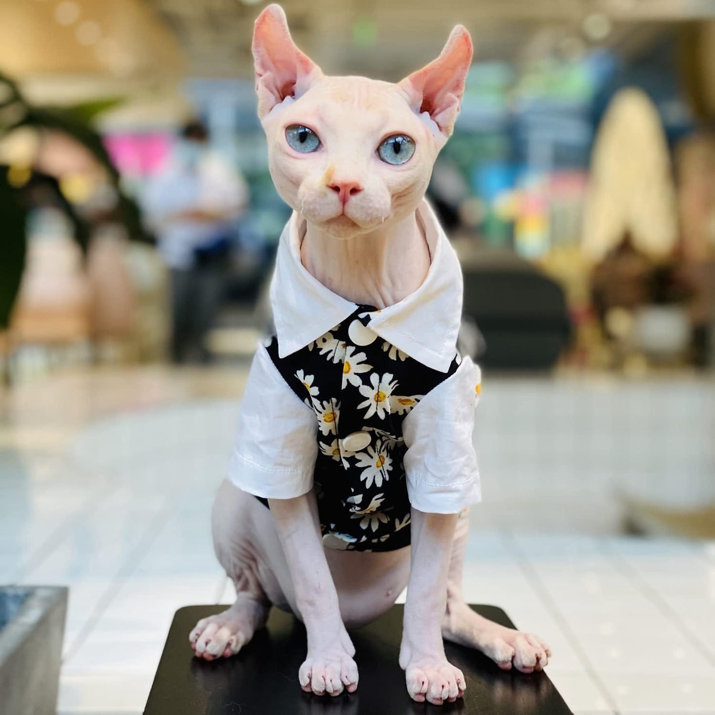 Hairless Cat T-Shirts Breathable Summer Cotton Black Shirts Button Closure Turn Down Collar Daisy Print Vest Pajamas Apparel