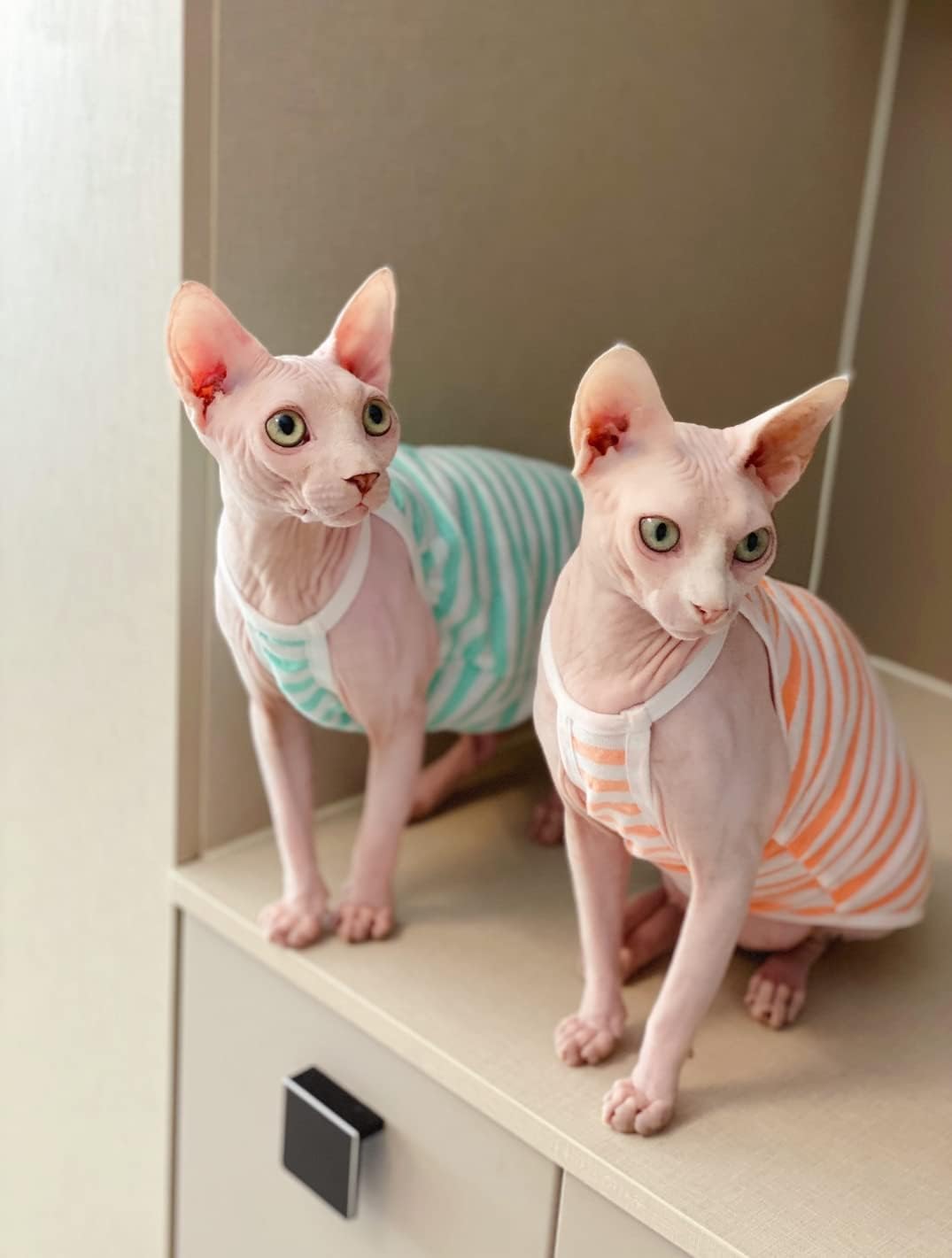 Sphynx Cat Clothes - Summer Thin Cotton Vest Breathable Pullover Strap Tank Tops Cat Apparel Pajamas Camisole T-Shirt for Hairless Cats, Sphynx,Cornish Rex, Devon Rex, Peterbald (XXL,Green)