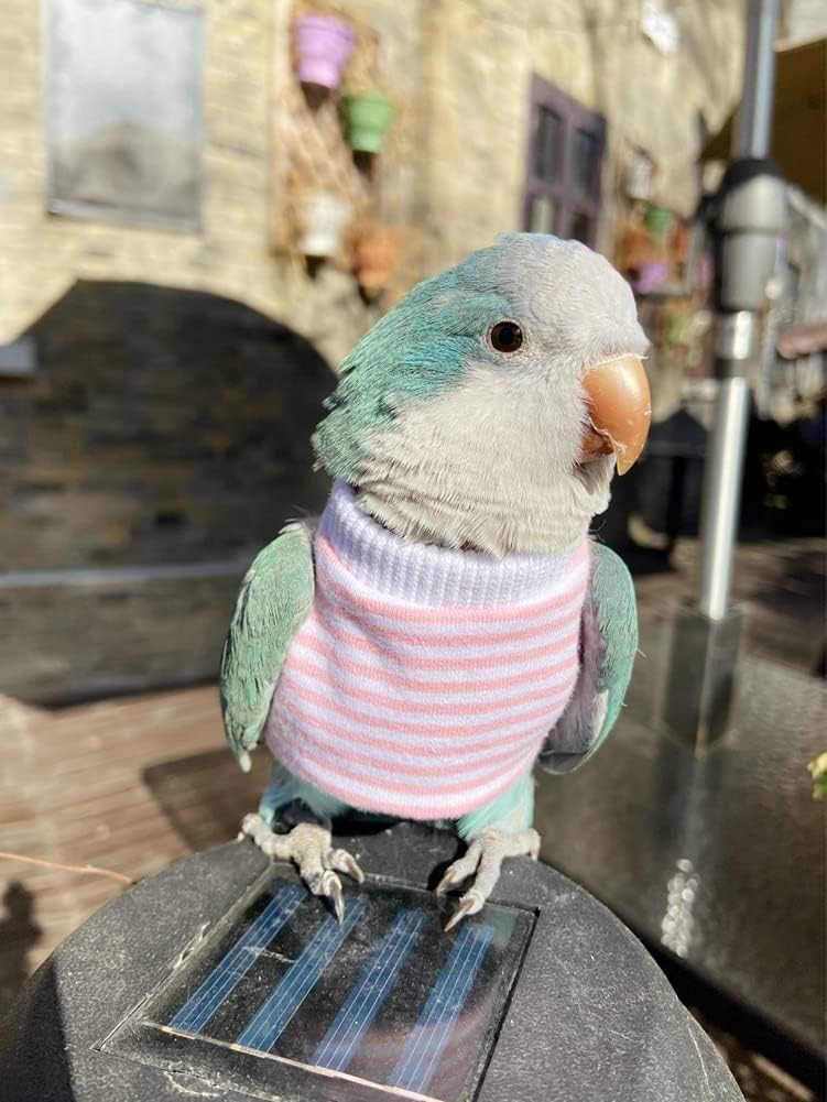 Bird Clothes - Handmade Cotton Stripe Shirt Round Collar Sweater