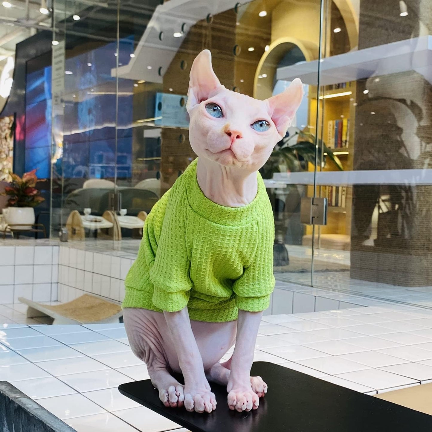 Sphynx Cat Clothes Breathable Summer Cotton Pure Green T-Shirts Pullover Cat Wear Clothes Vest Pajamas for Cats and Small Dogs Apparel for Sphynx, Cornish Rex, Devon Rex, Peterbald (M-)