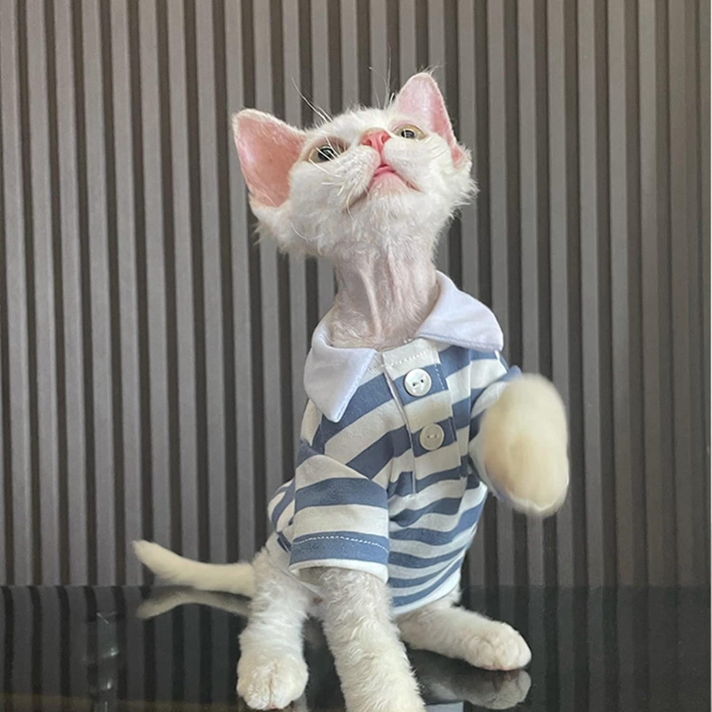 Hairless Cat T-Shirt Breathable Summer Cotton Stripe Shirts Short Sleeve Button Closure Turn Down Collar Cat Clothes Vest Apparel for Sphynx, Cornish Rex, Devon Rex, Peterbald (L+)