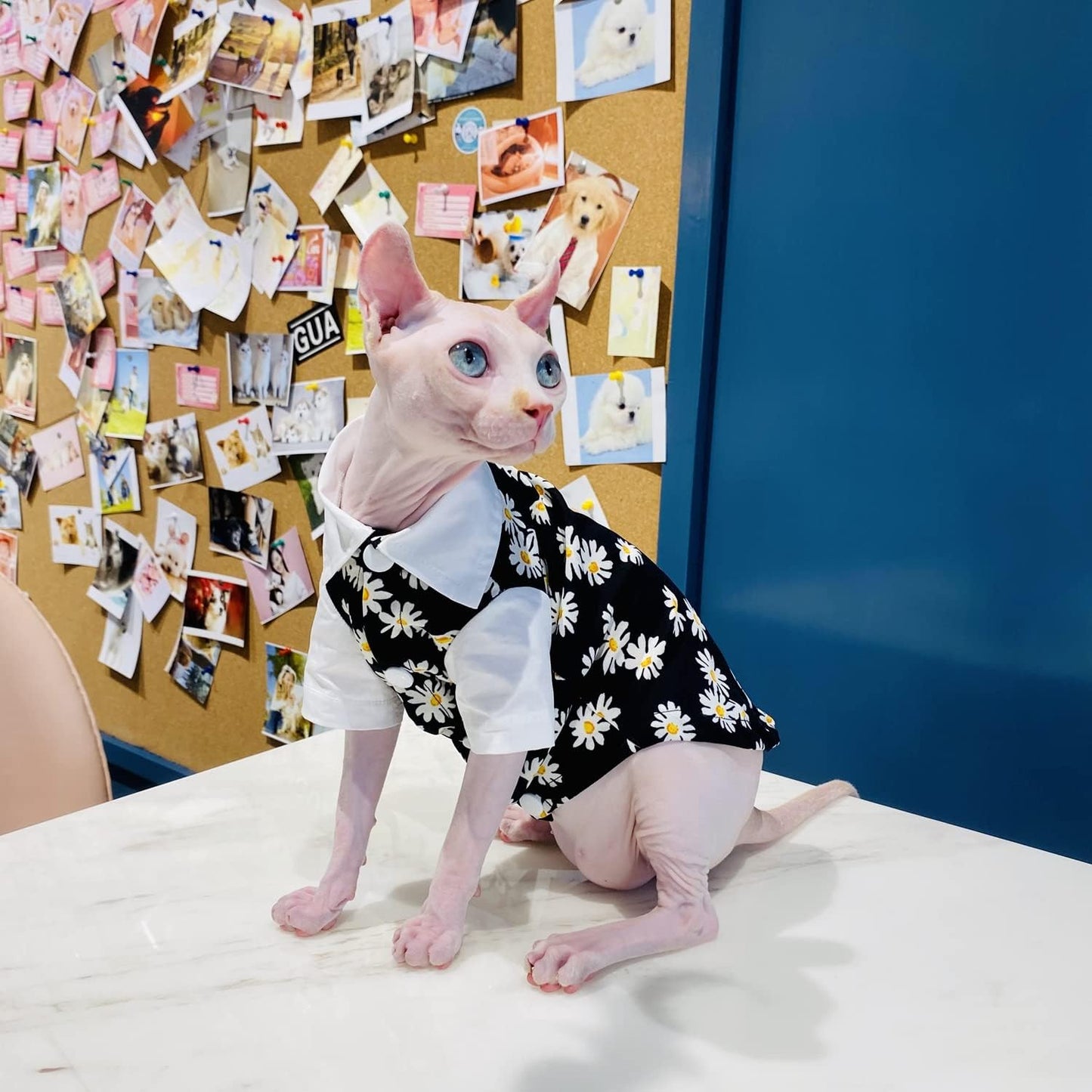 Hairless Cat T-Shirts Breathable Summer Cotton Black Shirts Button Closure Turn Down Collar Daisy Print Vest Pajamas Apparel